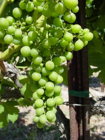 Young wine