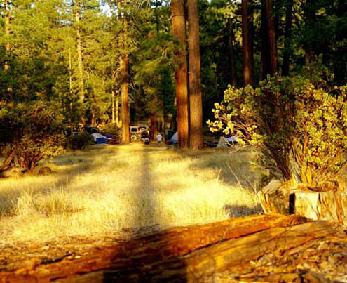 Camping in the Pines