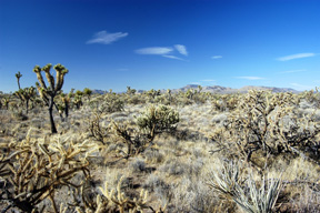 Joshua Tree Forest