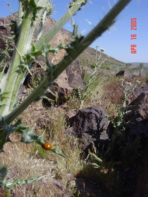 DSC00151